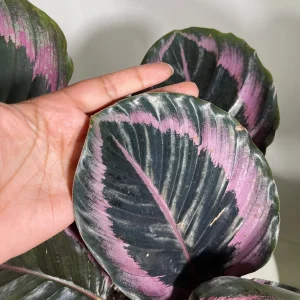 Calathea Roseopicta Dottie Live Plant 4 inch Pot - Rose Painted Calathea Indoor - Image 5