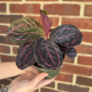 Calathea Roseopicta Dottie Live Plant – 4