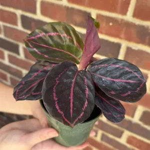Calathea Roseopicta Dottie Live Plant – 4