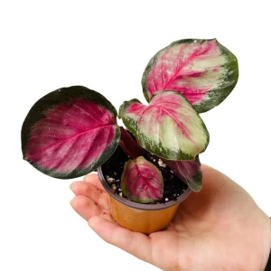 Calathea Rosy Live Plant - 2 inch Nursery Pot - Easy Care Indoor Houseplant - Image 1