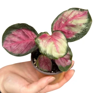 Calathea Rosy Live Plant - 2 inch Nursery Pot - Easy Care Indoor Houseplant - Image 5