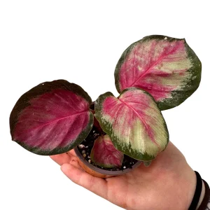 Calathea Rosy Live Plant - 2 inch Nursery Pot - Easy Care Indoor Houseplant - Image 8