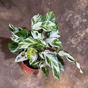 Calathea Stella Fusion White Live Plant – 6 inch Decorative Pot – Indoor Houseplant - Image 3