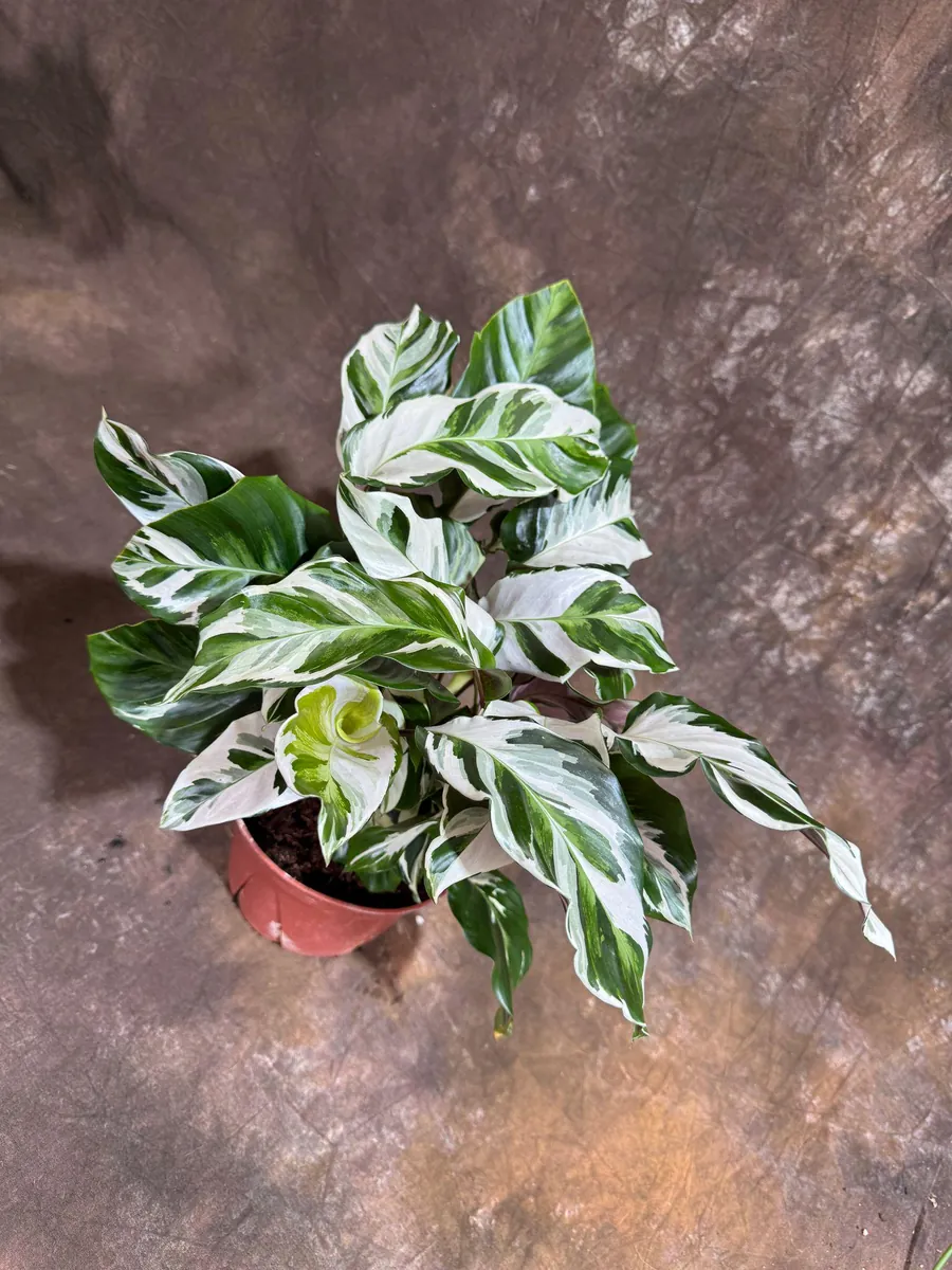 Calathea Stella Fusion White Live Plant – 6 inch Decorative Pot – Indoor Houseplant - Image 3