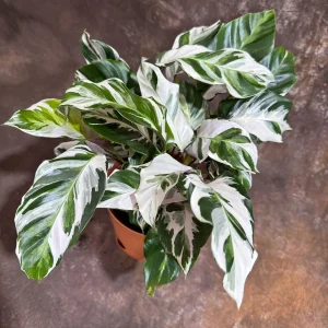 Calathea Stella Fusion White Live Plant – 6 inch Decorative Pot – Indoor Houseplant - Image 1