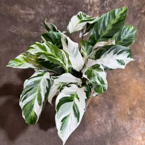 Calathea Stella Fusion White Live Plant – 6 inch Decorative Pot – Indoor Houseplant - Image 4