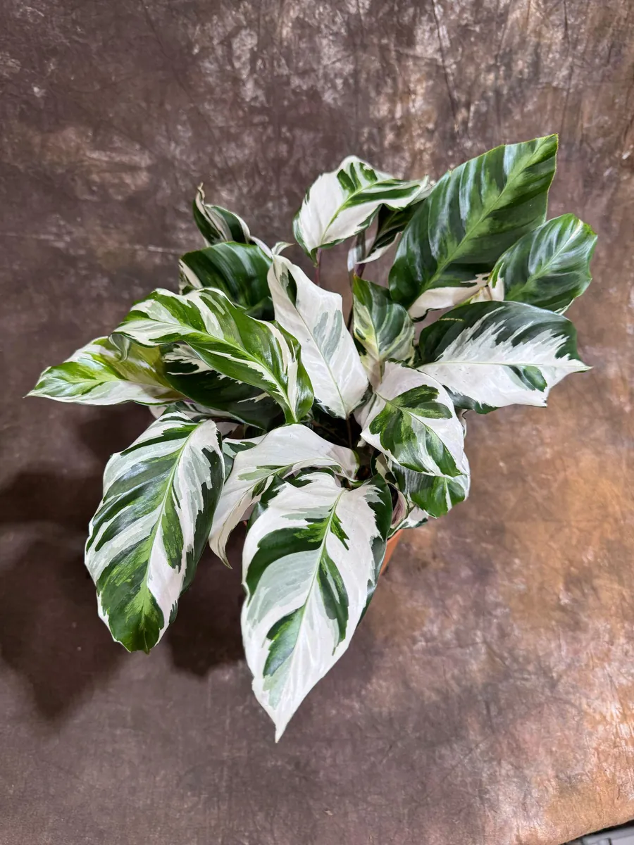 Calathea Stella Fusion White Live Plant – 6 inch Decorative Pot – Indoor Houseplant - Image 4