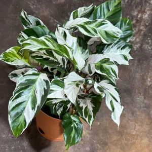 Calathea Stella Fusion White Live Plant – 6 inch Decorative Pot – Indoor Houseplant - Image 5