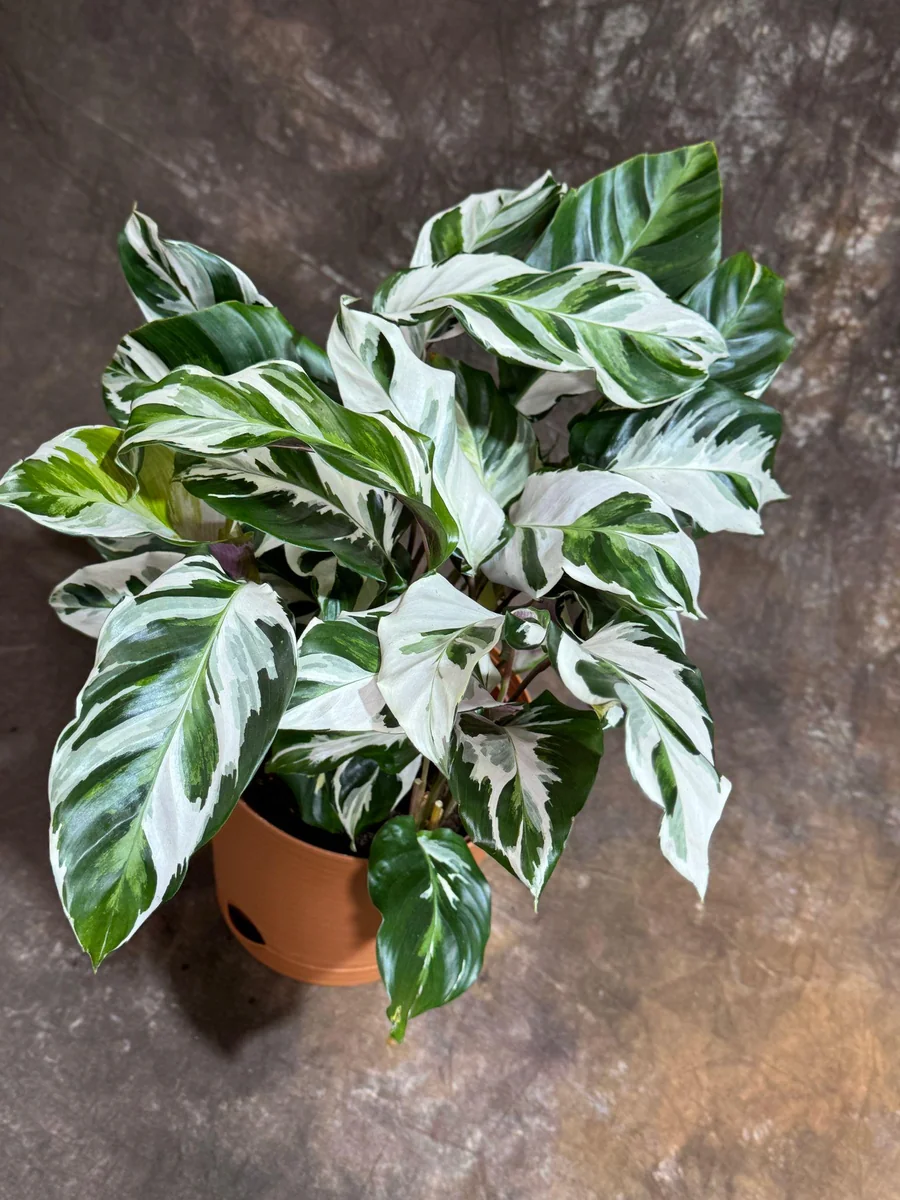 Calathea Stella Fusion White Live Plant – 6 inch Decorative Pot – Indoor Houseplant - Image 5