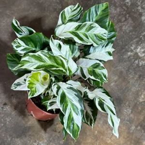 Calathea Stella Fusion White Live Plant – 6 inch Decorative Pot – Indoor Houseplant - Image 6