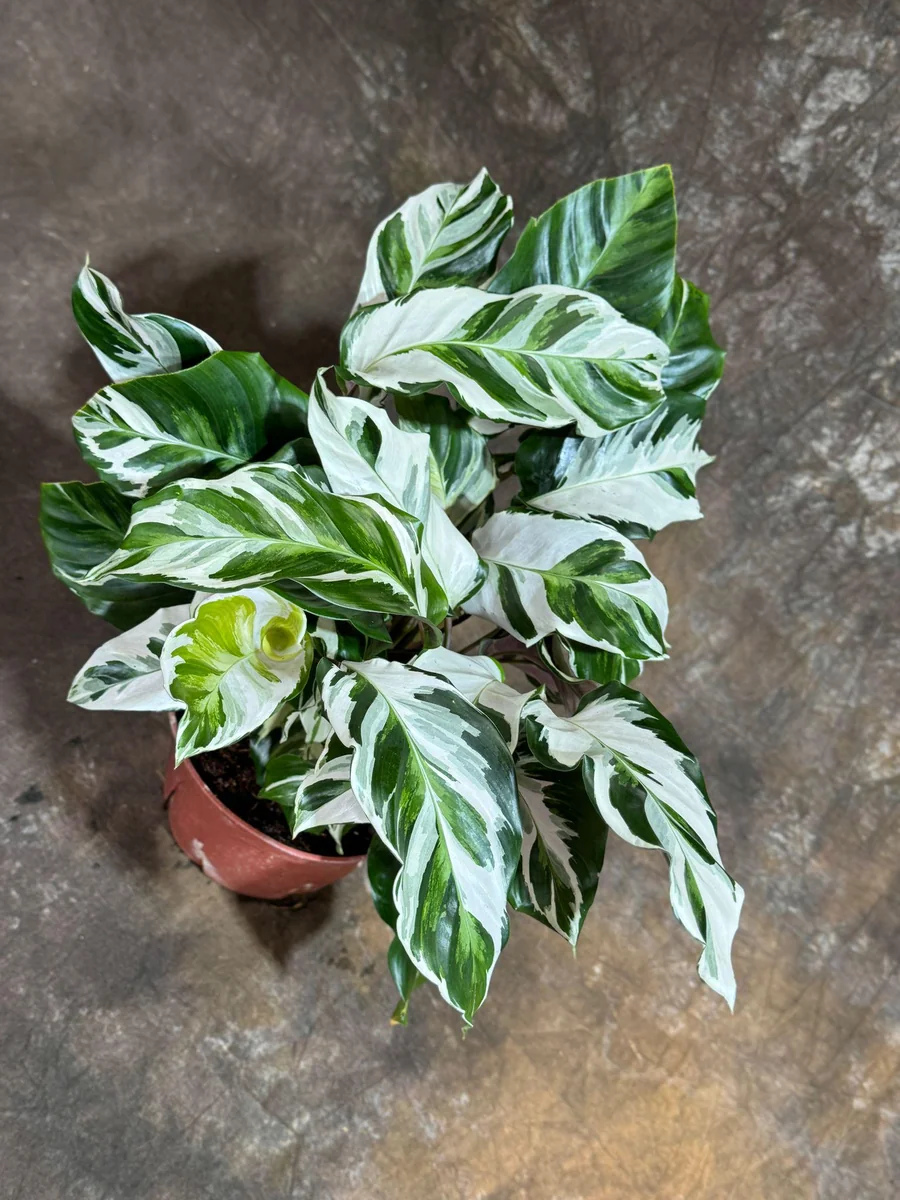 Calathea Stella Fusion White Live Plant – 6 inch Decorative Pot – Indoor Houseplant - Image 6