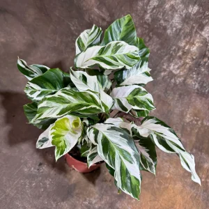 Calathea Stella Fusion White Live Plant – 6 inch Decorative Pot – Indoor Houseplant - Image 7