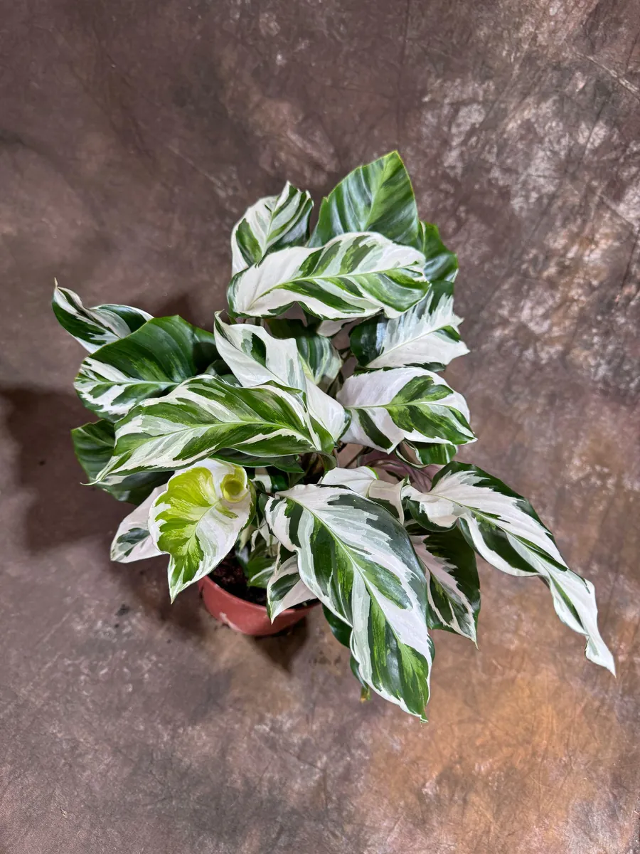 Calathea Stella Fusion White Live Plant – 6 inch Decorative Pot – Indoor Houseplant - Image 7