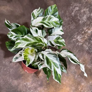 Calathea Stella Fusion White Live Plant – 6 inch Decorative Pot – Indoor Houseplant - Image 8