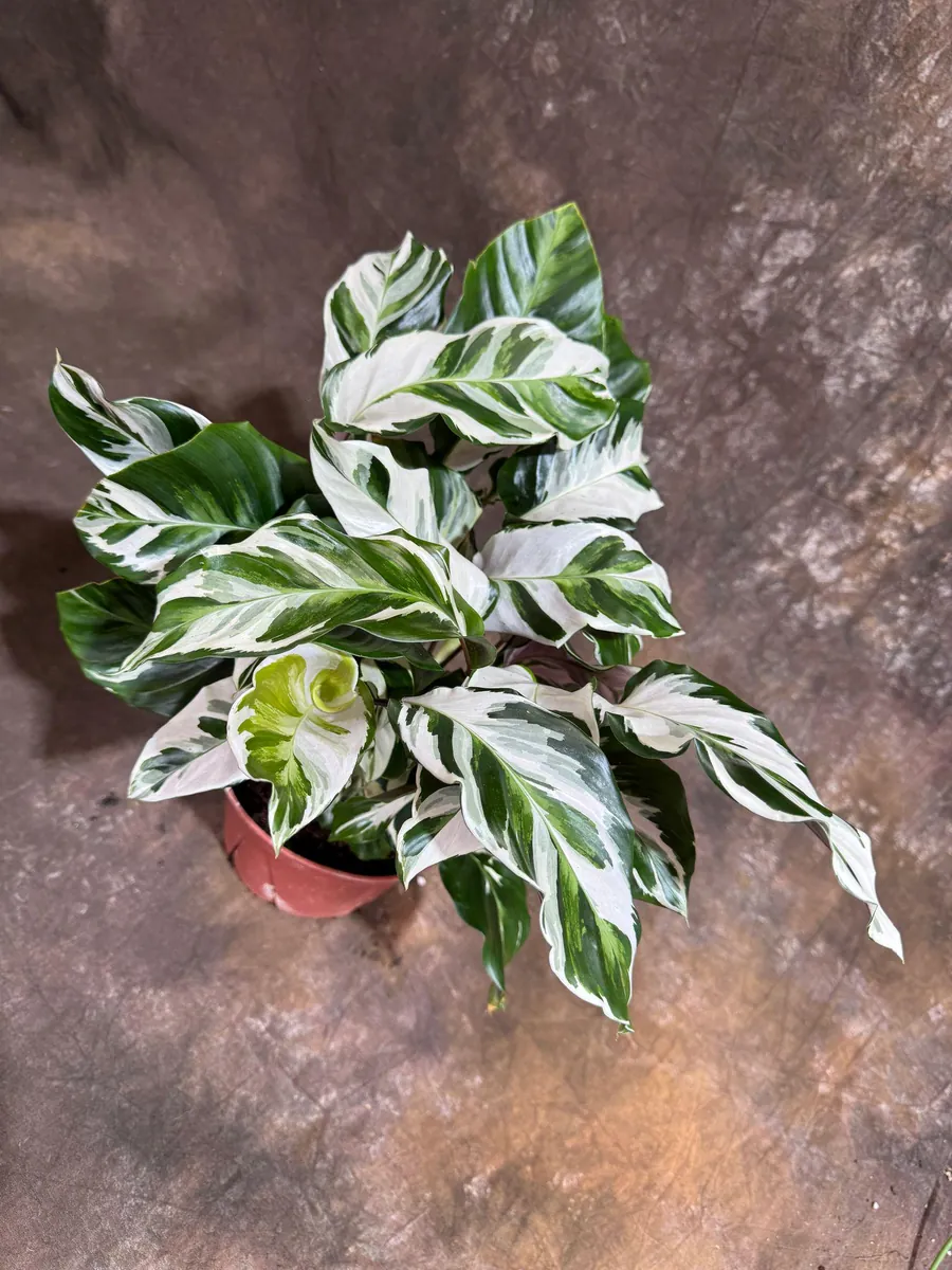 Calathea Stella Fusion White Live Plant – 6 inch Decorative Pot – Indoor Houseplant - Image 8