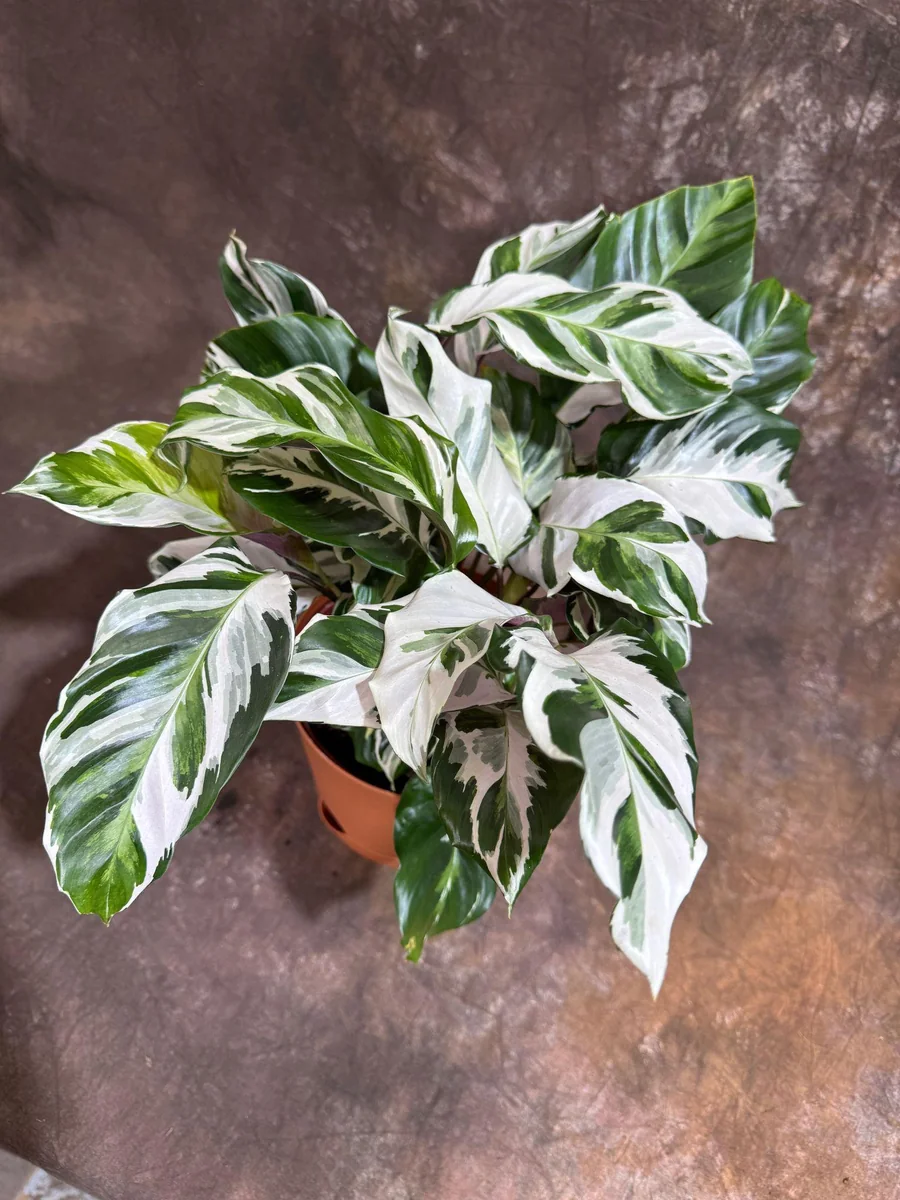 Calathea Stella Fusion White Live Plant – 6 inch Decorative Pot – Indoor Houseplant - Image 1