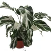 Calathea Stella Prayer Plant Live Plant – 4 inch Pot – Indoor Houseplant - Image 1