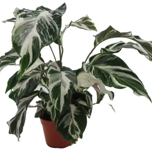 Calathea Stella Prayer Plant Live Plant – 4 inch Pot – Indoor Houseplant - Image 3