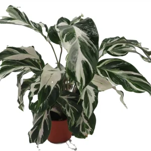 Calathea Stella Prayer Plant Live Plant – 4 inch Pot – Indoor Houseplant - Image 1