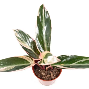 Calathea Triostar Live Plant – 4 inch Pot – Indoor Tropical Foliage - Image 2