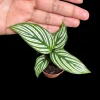 Calathea Vittata Live Plant 2 inch Pot - White Striped Houseplant - Pet Friendly - Image 1