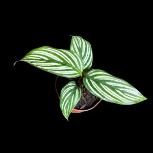Calathea Vittata Live Plant 2 inch Pot - White Striped Houseplant - Pet Friendly - Image 2