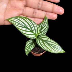 Calathea Vittata Live Plant 2 inch Pot - White Striped Houseplant - Pet Friendly - Image 1