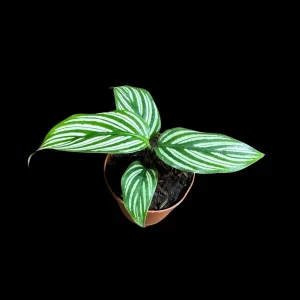 Calathea Vittata Live Plant 2 inch Pot - White Striped Houseplant - Pet Friendly - Image 5