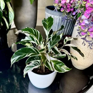 Calathea White Fusion Live Plant – 6 Inch Grow Pot – Variegated Houseplant Indoor - Image 2