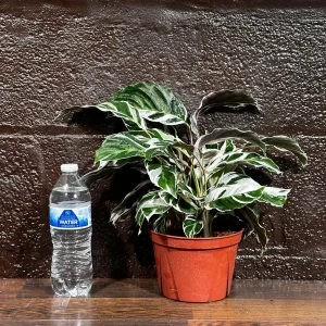 Calathea White Fusion Live Plant 6 inch Nursery Pot - Variegated Indoor - Image 5