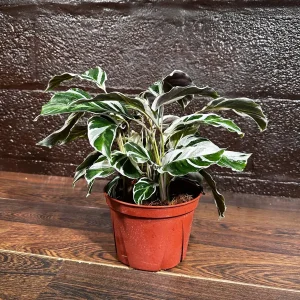 Calathea White Fusion Live Plant 6 inch Nursery Pot - Variegated Indoor - Image 6
