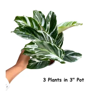 Calathea White Fusion Live Plant – Variegated Houseplant – 6 inch Nursery Pot - Image 6