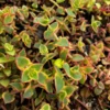 Calico Kitten Crassula Live Plant – Variegated Succulent – 2 inch or 4 inch pot – Indoor - Image 1