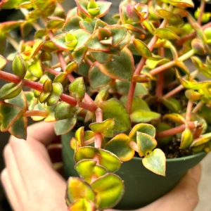 Calico Kitten Crassula Live Plant – Variegated Succulent – 2 inch or 4 inch pot – Indoor - Image 2