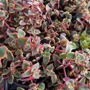 Calico Kitten Crassula Live Plant – Variegated Succulent – 2 inch or 4 inch pot – Indoor - Image 6