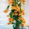 California Gold Bougainvillea Live Plant - 2 Pack, 4" Tall, Yellow Flowering Vine, Outdoor - Image 1