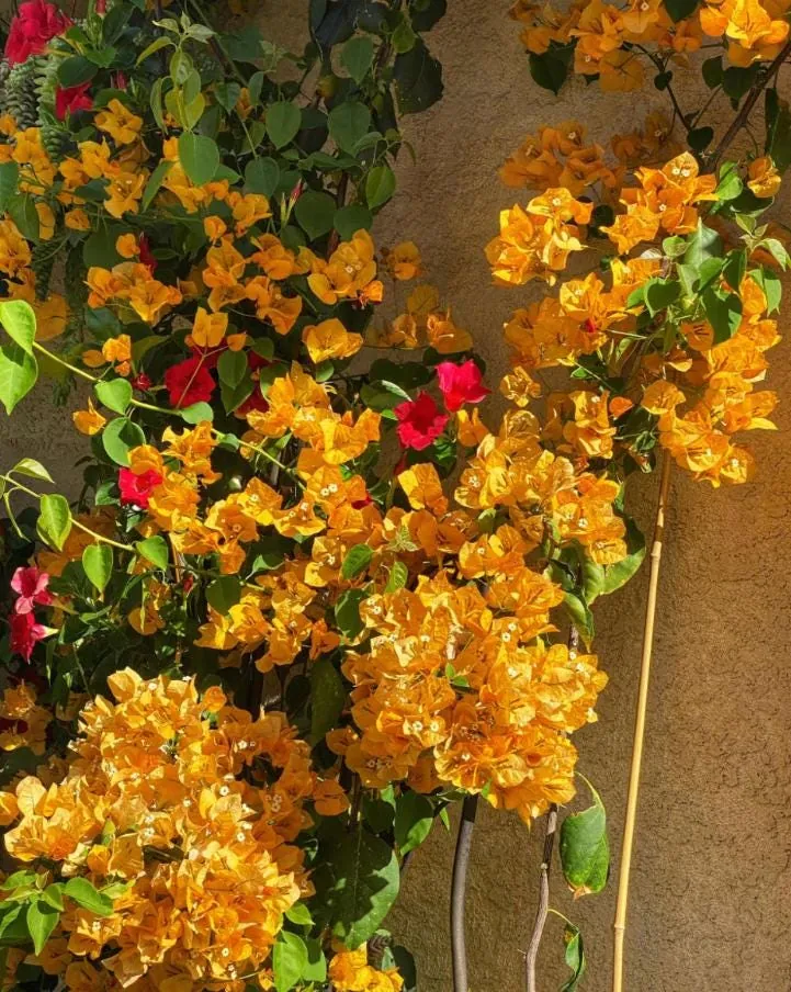 California Gold Bougainvillea Live Plant - 2 Pack, 4" Tall, Yellow Flowering Vine, Outdoor - Image 3