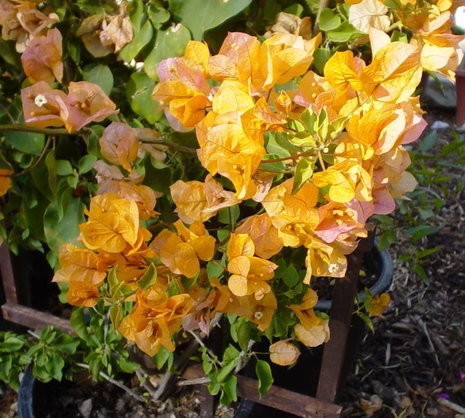 California Gold Bougainvillea Live Plant - 2 Pack, 4" Tall, Yellow Flowering Vine, Outdoor - Image 4