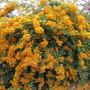 California Gold Bougainvillea Live Plant - 2 Pack, 4