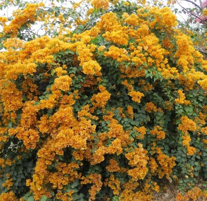 California Gold Bougainvillea Live Plant - 2 Pack, 4" Tall, Yellow Flowering Vine, Outdoor - Image 5