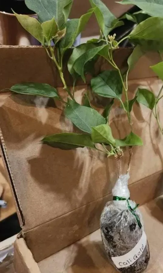 California Gold Bougainvillea Live Plant - 2 Pack, 4" Tall, Yellow Flowering Vine, Outdoor - Image 7