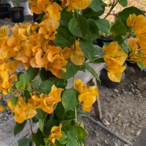 California Gold Bougainvillea Live Plant - 2 Pack, 4