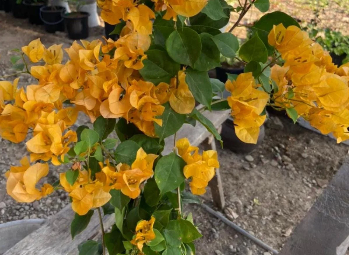 California Gold Bougainvillea Live Plant - 2 Pack, 4" Tall, Yellow Flowering Vine, Outdoor - Image 8