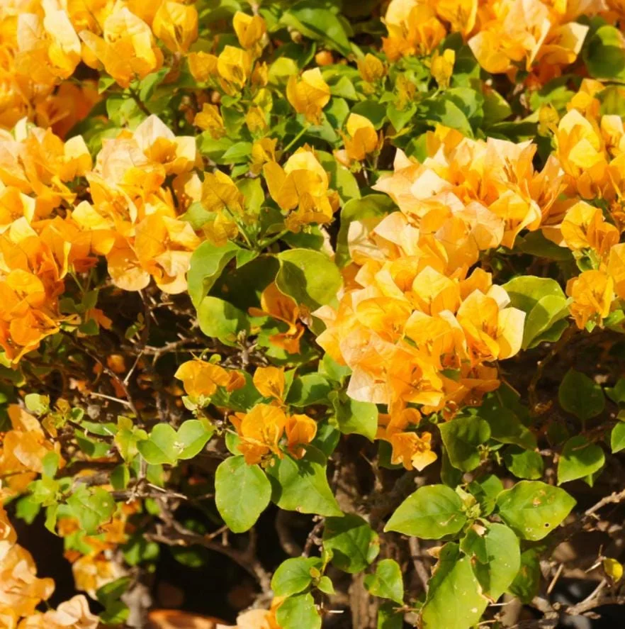 California Gold Bougainvillea Live Plant - 2 Pack, 4" Tall, Yellow Flowering Vine, Outdoor - Image 9