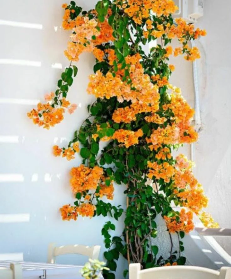 California Gold Bougainvillea Live Plant - 2 Pack, 4" Tall, Yellow Flowering Vine, Outdoor - Image 1