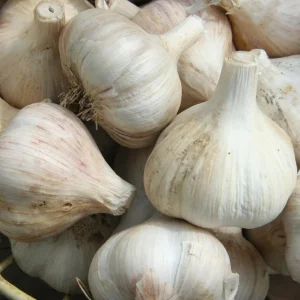 California Softneck Garlic Bulbs - 6 Count - Fall & Spring Planting - Image 1