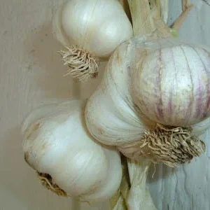 California Softneck Garlic Bulbs - 6 Count - Fall & Spring Planting - Image 2