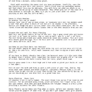 Callie's Memory Itoh Peony Bareroot Plant - Zone 4-9 - Large 6