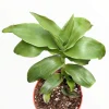 Callisia fragrans 'Basket Plant' Succulent Live Plant - Easy Care Houseplant - Image 1