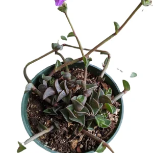 Callisia navicularis 'Chain Plant' Live Succulent - Easy Care Houseplant - Image 2